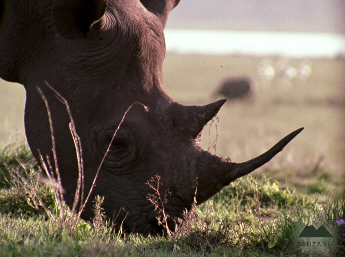 Ngorongoro Crater: A World Inside a Volcano