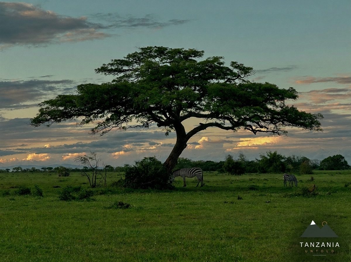 The Best Time to Visit Tanzania: A Season-by-Season Guide